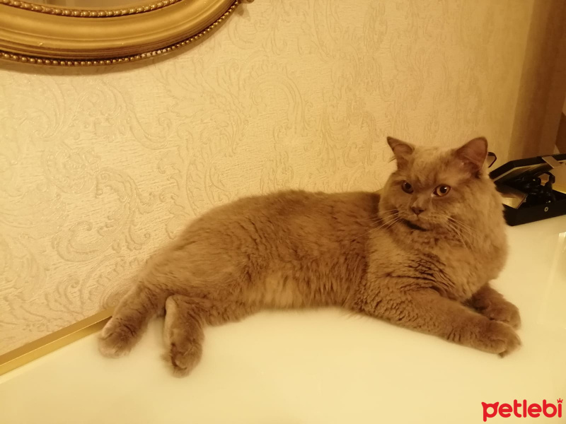 Scottish Fold, Kedi  Teo fotoğrafı