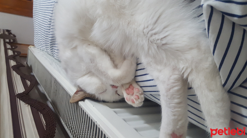 Van Kedisi, Kedi  Fırfır fotoğrafı