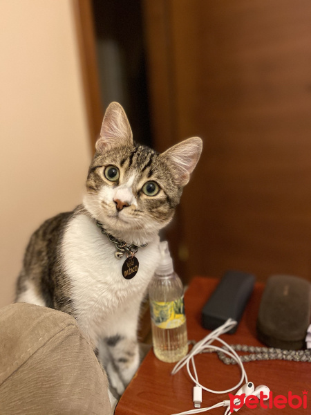 Tekir Kedi, Kedi  Miko fotoğrafı
