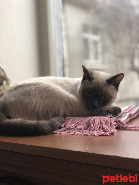Siyam Kedisi, Kedi  Paşa fotoğrafı
