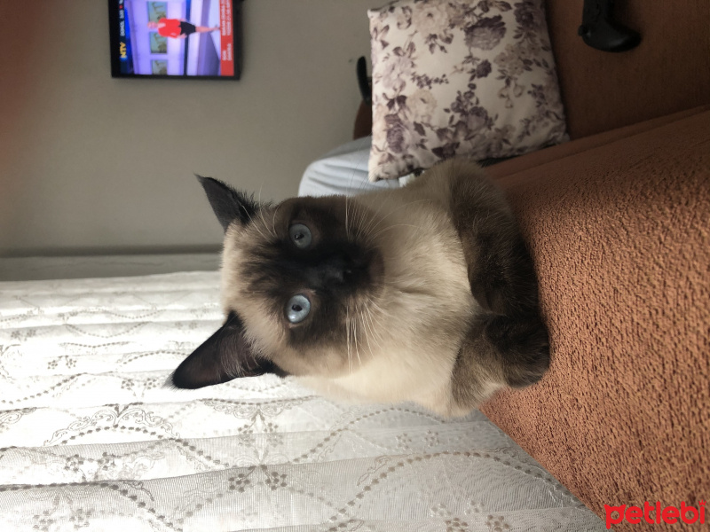 Siyam Kedisi, Kedi  Paşa fotoğrafı