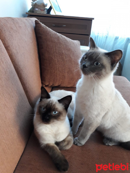 Siyam Kedisi, Kedi  Paşa fotoğrafı