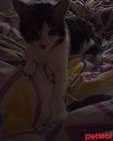 Sarman, Kedi  Fıstık fotoğrafı