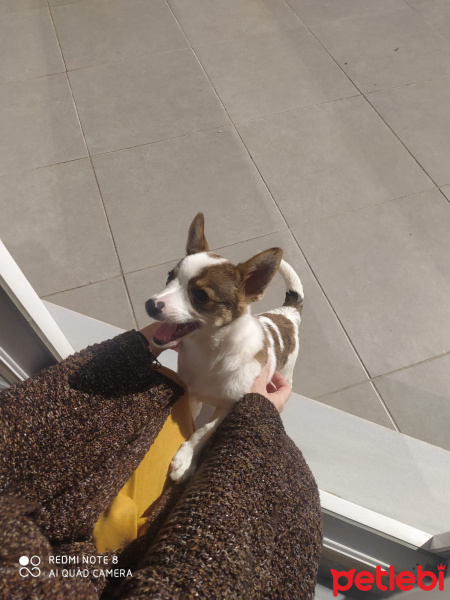 Minyatür Pinscher, Köpek  Hero fotoğrafı