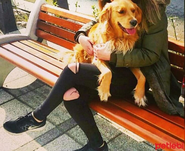 Golden Retriever, Köpek  Marcy fotoğrafı