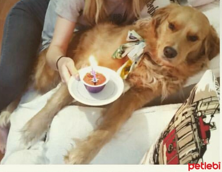 Golden Retriever, Köpek  Marcy fotoğrafı