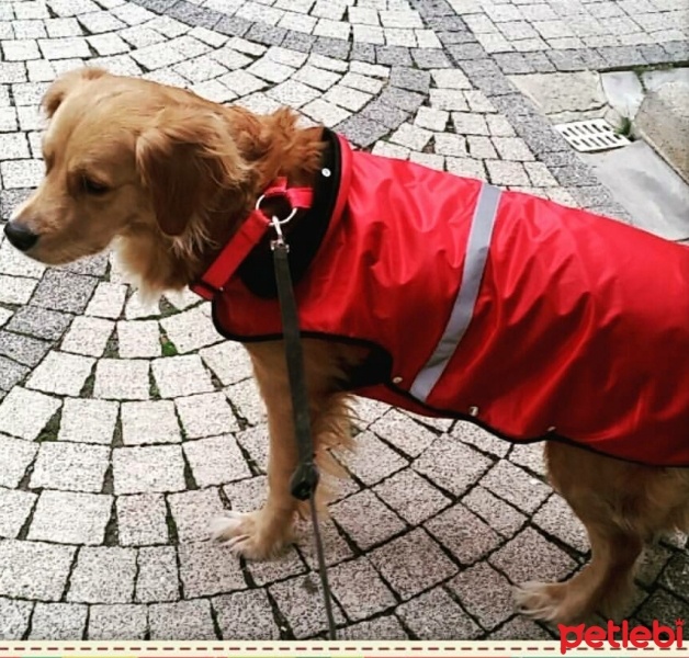 Golden Retriever, Köpek  Marcy fotoğrafı