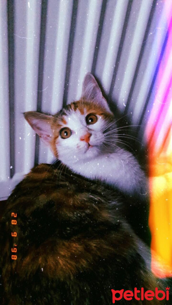 Tekir Kedi, Kedi  tarçın fotoğrafı