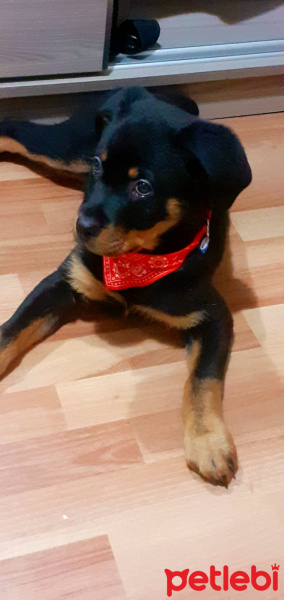 Rottweiler, Köpek  MARU fotoğrafı