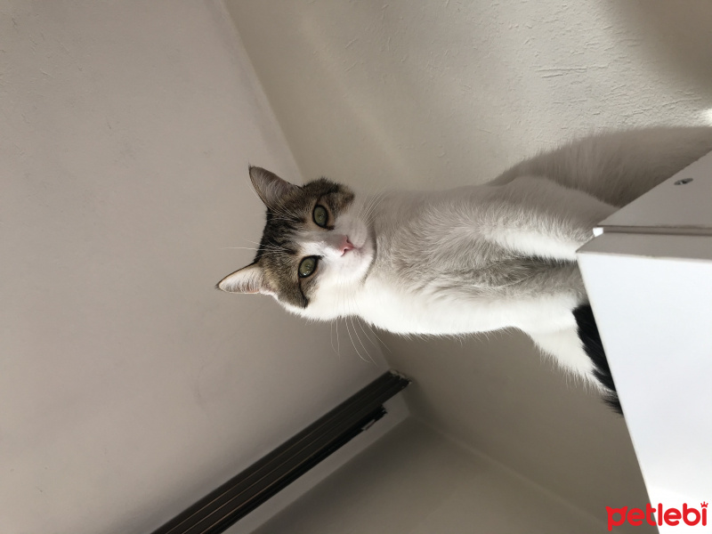 Tekir Kedi, Kedi  Şeker fotoğrafı