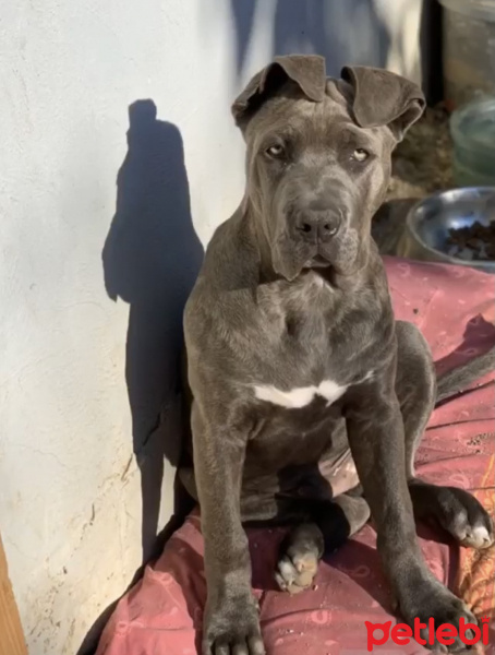 Cane Corso Italiano, Köpek  Santa fotoğrafı