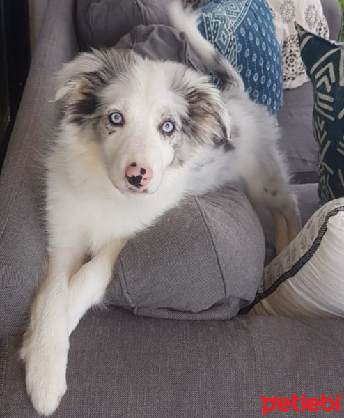 Border Collie, Köpek  RUBY fotoğrafı