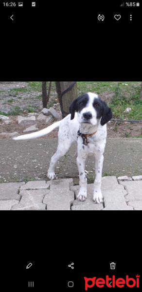 Pointer, Köpek  Paşa fotoğrafı