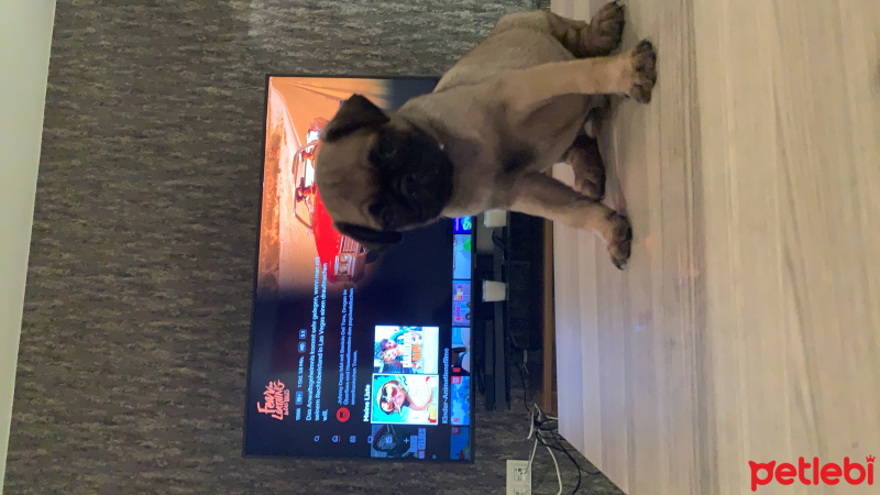 Pug, Köpek  Leroy fotoğrafı