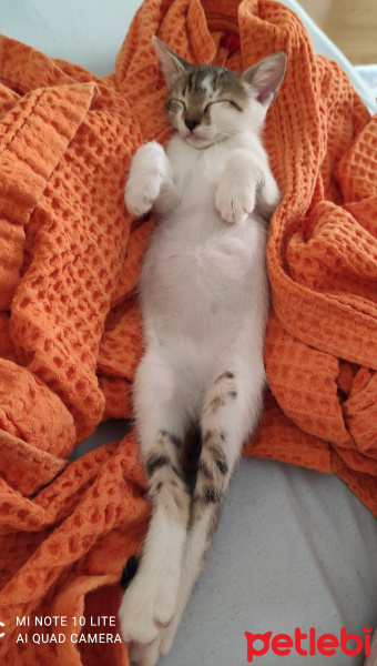 Tekir Kedi, Kedi  Benek fotoğrafı