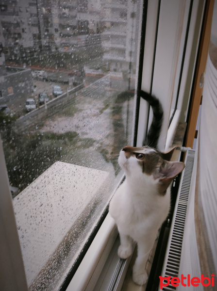 Tekir Kedi, Kedi  Benek fotoğrafı