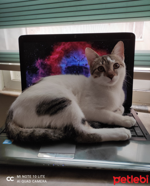 Tekir Kedi, Kedi  Benek fotoğrafı