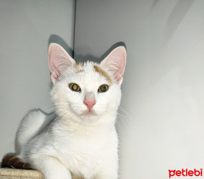 Tekir Kedi, Kedi  Dexter fotoğrafı