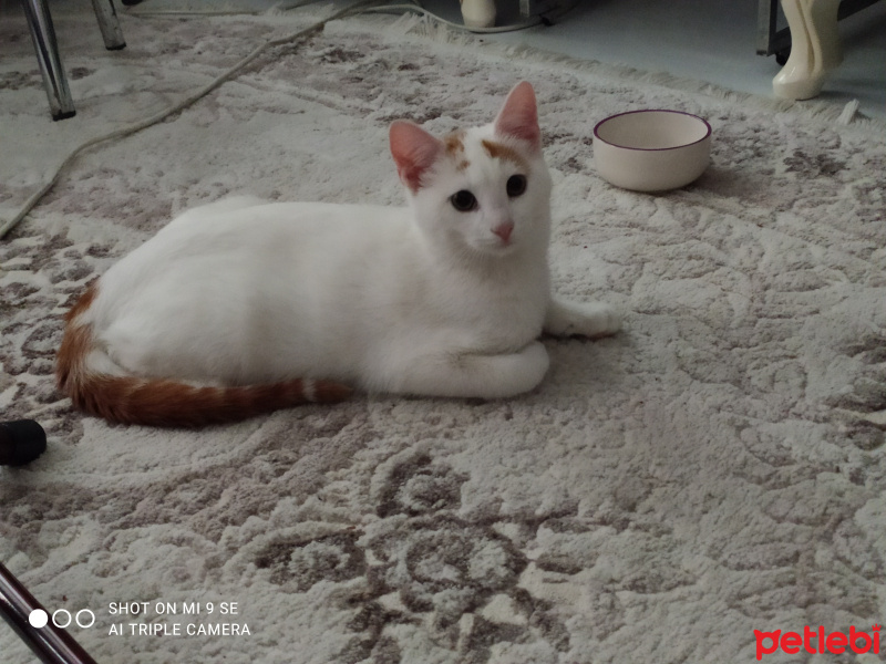 Tekir Kedi, Kedi  Dexter fotoğrafı