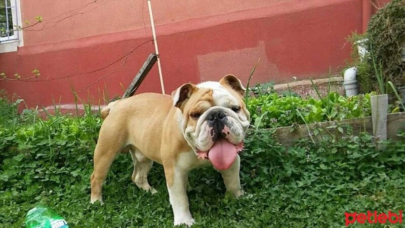 İngiliz Bulldog, Köpek  Boris fotoğrafı