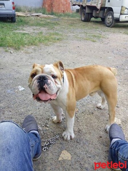 İngiliz Bulldog, Köpek  Boris fotoğrafı