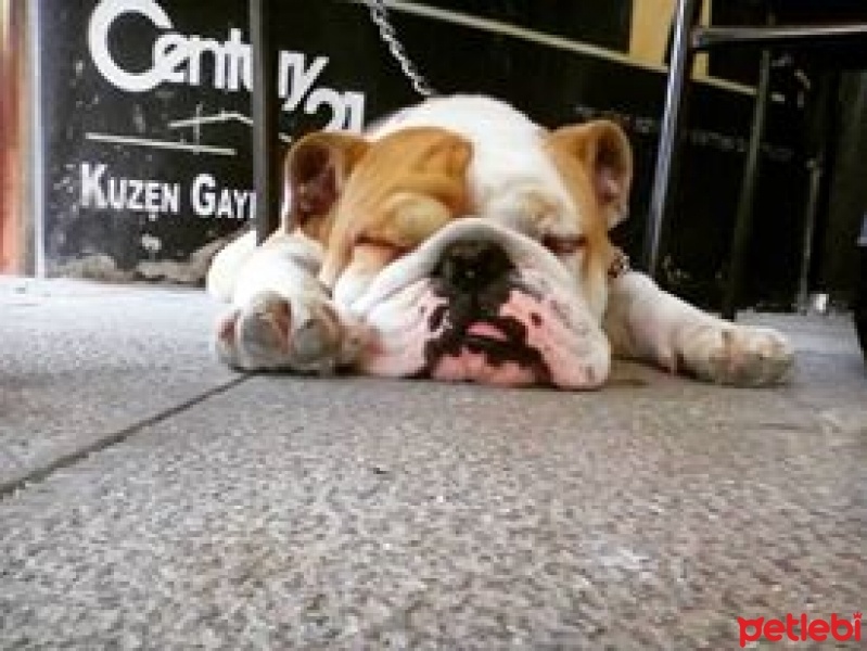 İngiliz Bulldog, Köpek  Boris fotoğrafı