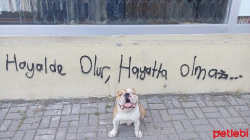 İngiliz Bulldog, Köpek  Boris fotoğrafı