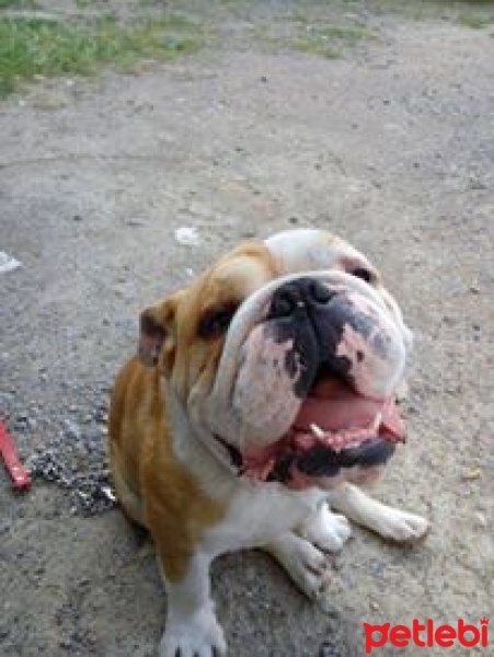 İngiliz Bulldog, Köpek  Boris fotoğrafı
