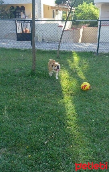 İngiliz Bulldog, Köpek  Boris fotoğrafı
