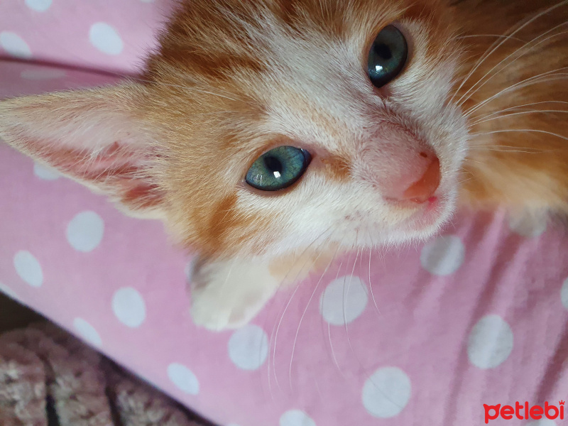 Sarman, Kedi  Gofret fotoğrafı