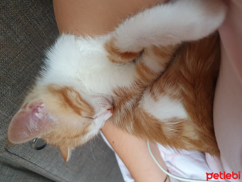 Sarman, Kedi  Gofret fotoğrafı