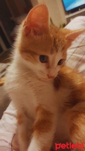 Sarman, Kedi  Gofret fotoğrafı