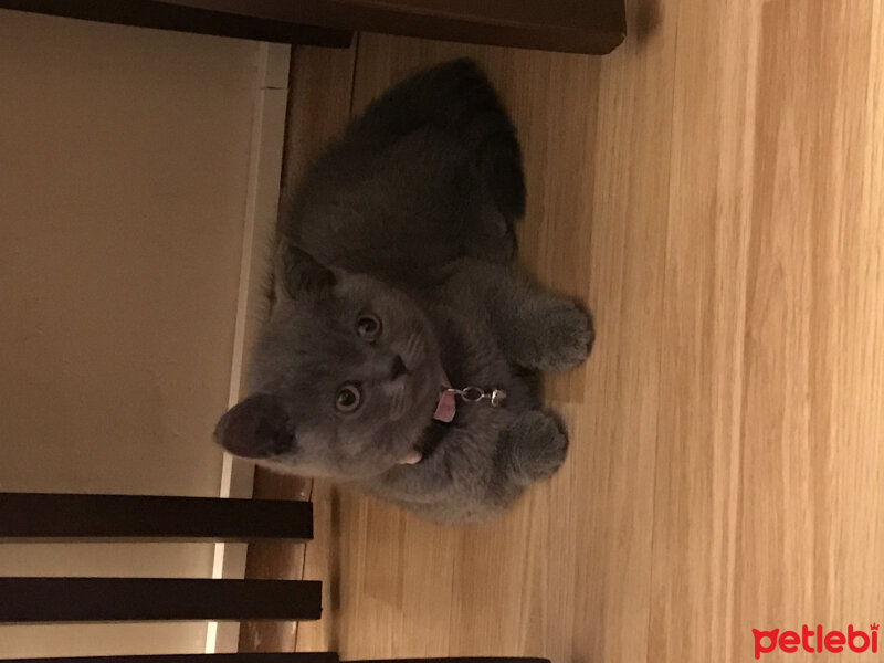 British Shorthair, Kedi  Mila fotoğrafı