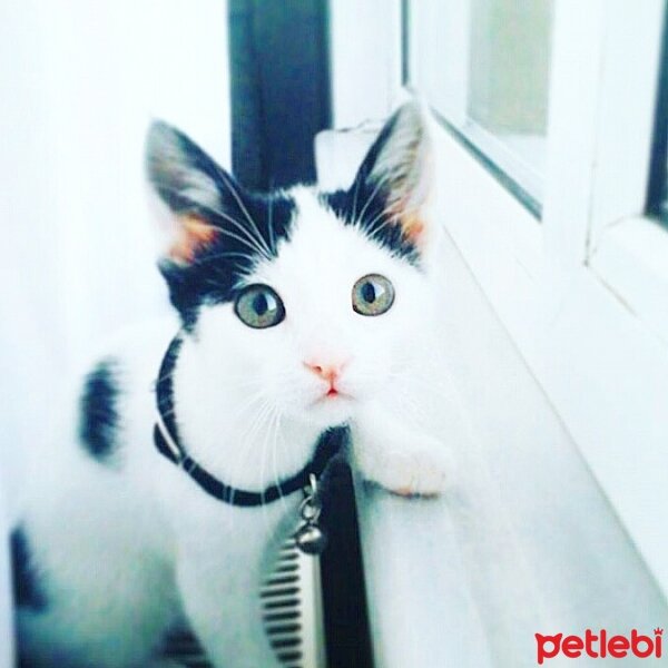 Tekir Kedi, Kedi  kaymak  fotoğrafı