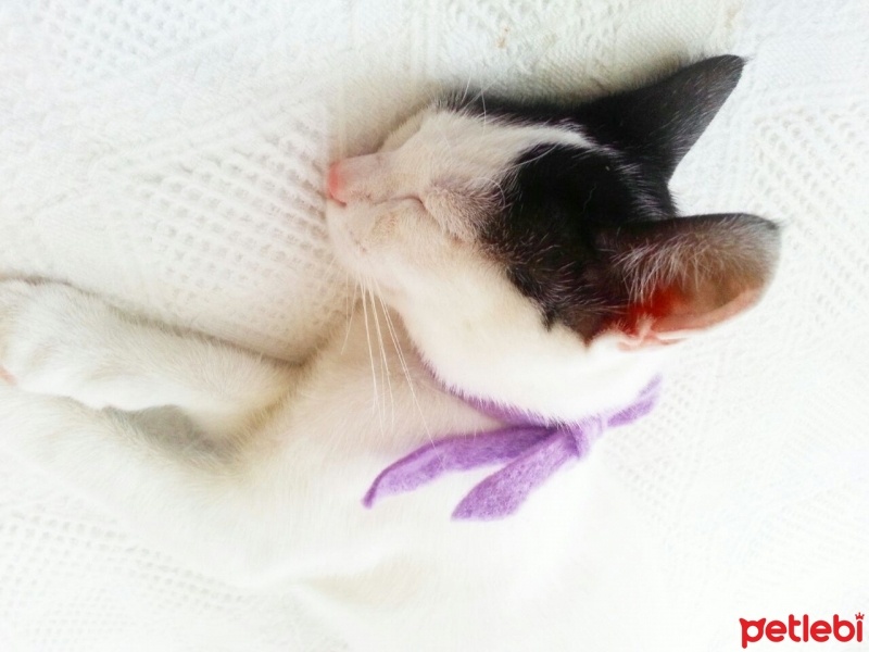 Tekir Kedi, Kedi  kaymak  fotoğrafı