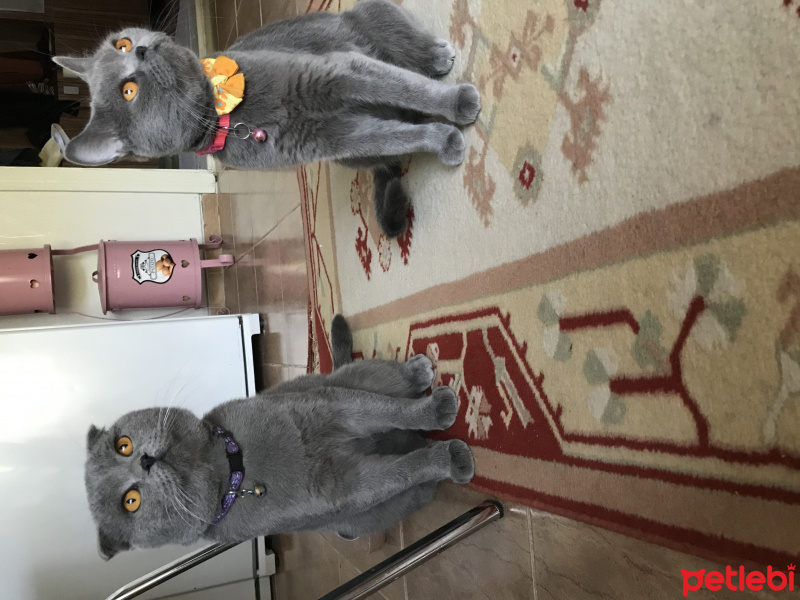 Scottish Fold, Kedi  Bulut fotoğrafı