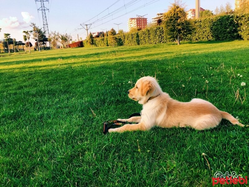 Golden Retriever, Köpek  Oscar  fotoğrafı