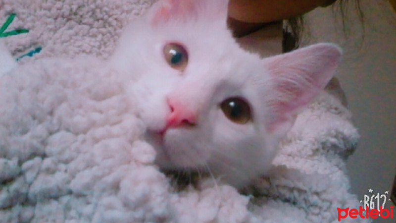 Chinchilla, Kedi  Pambık fotoğrafı