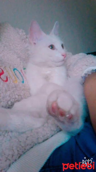 Chinchilla, Kedi  Pambık fotoğrafı