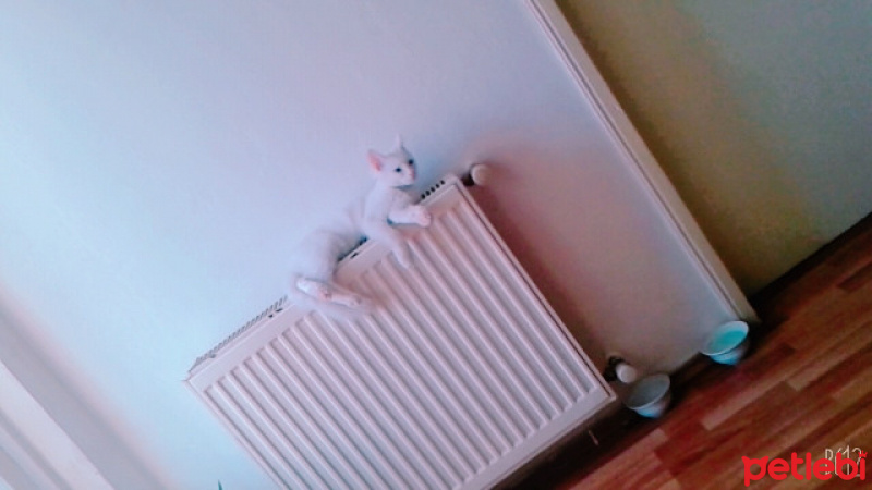 Chinchilla, Kedi  Pambık fotoğrafı