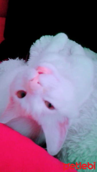 Chinchilla, Kedi  Pambık fotoğrafı