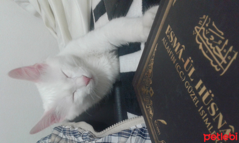 Chinchilla, Kedi  Pambık fotoğrafı