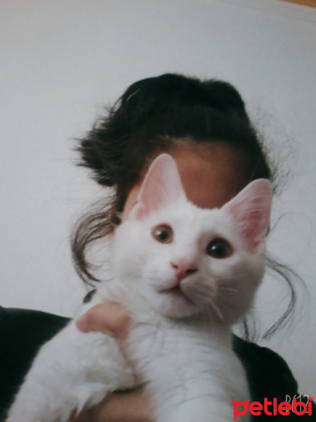 Chinchilla, Kedi  Pambık fotoğrafı