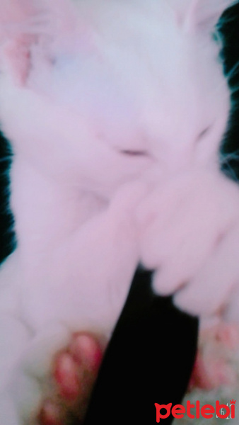 Chinchilla, Kedi  Pambık fotoğrafı