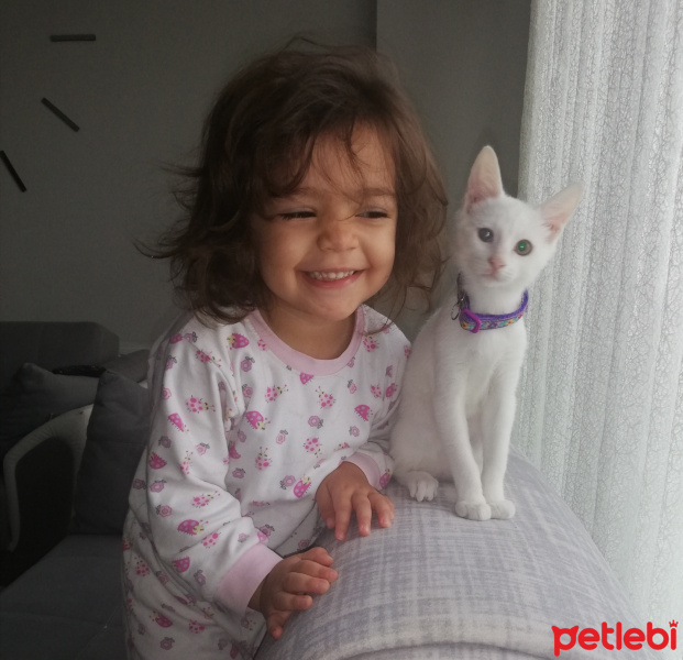 Van Kedisi, Kedi  Pamuk fotoğrafı