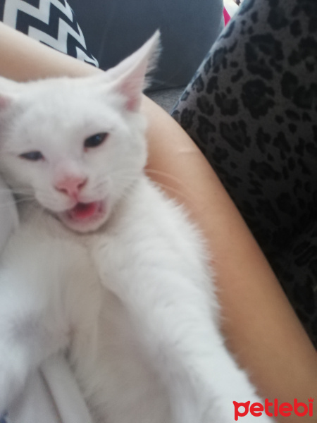 Van Kedisi, Kedi  Pamuk fotoğrafı