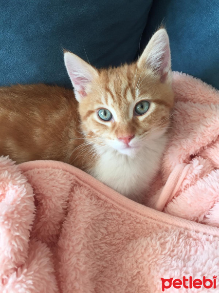 Sarman, Kedi  badem fotoğrafı