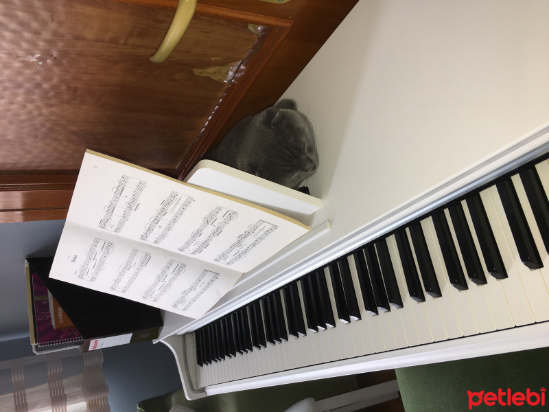 Scottish Fold, Kedi  Charlie fotoğrafı