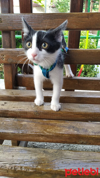 Tuxedo (Smokin) Kedi, Kedi  ŞİLA fotoğrafı