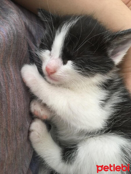 Tuxedo (Smokin) Kedi, Kedi  ŞİLA fotoğrafı